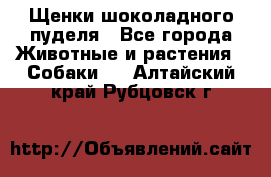 Щенки шоколадного пуделя - Все города Животные и растения » Собаки   . Алтайский край,Рубцовск г.